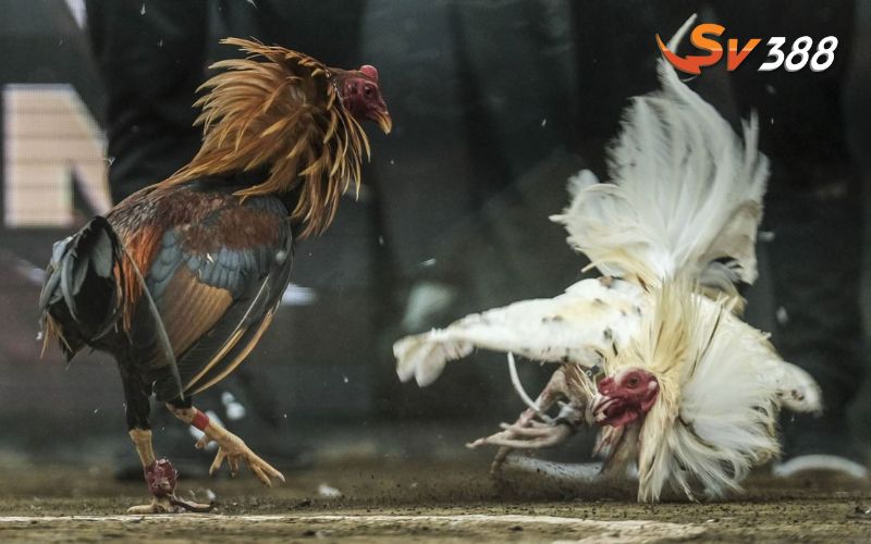 Chiến lược tối ưu để thắng lớn