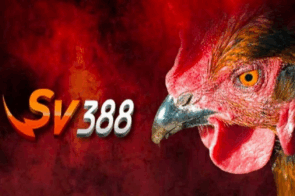 Đá Gà Trực Tiếp SV388 – Trải Nghiệm Kịch Tính Từng Giây