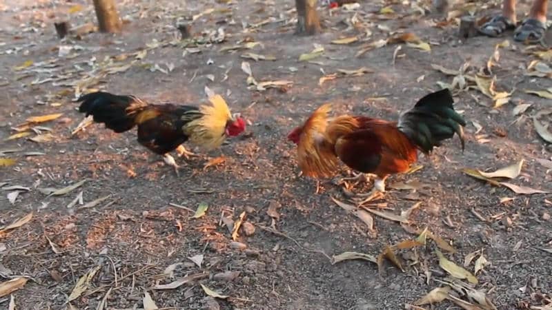 Phân tích gà chiến: Những yếu tố cần chú ý