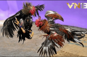 Vn138 – Sân chơi cá cược trực tuyến đẳng cấp hàng đầu châu Á