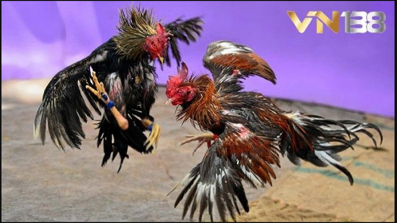 Chính sách khuyến mãi và ưu đãi hấp dẫn