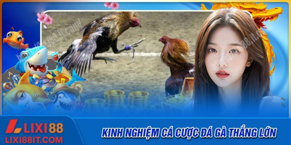 Kinh nghiệm chinh phục đá gà Lixi88 cho tân thủ