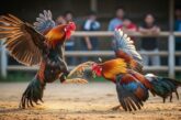 Mẹo chọn gà chiến chuẩn và chiến thuật đá gà hiệu quả