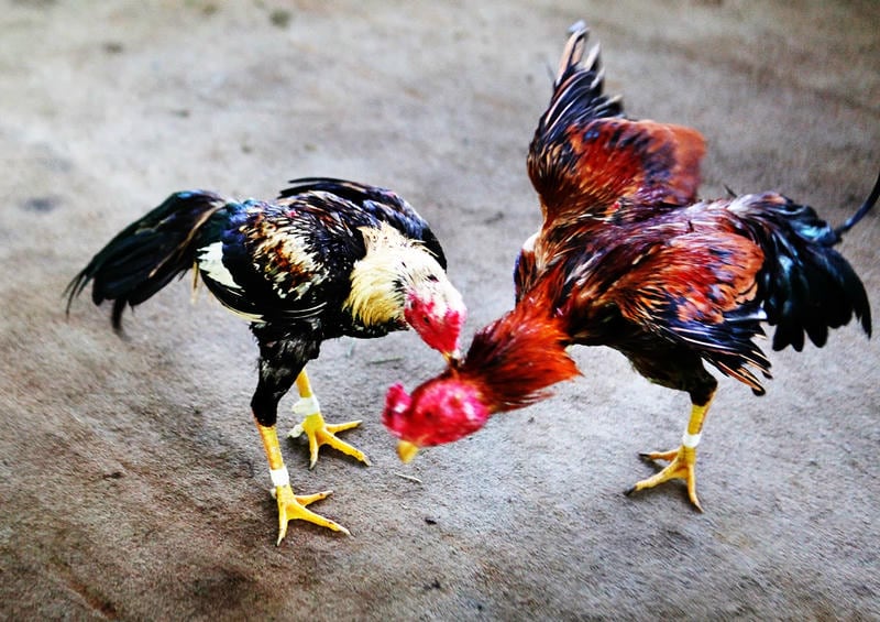 Cộng Đồng Sôi Động Và Trải Nghiệm Không Thể Quên