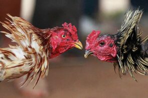 Chiến thuật chọn gà cực hay từ cao thủ đá gà Thomo 88FC