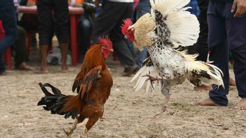 Mẹo nâng cao từ cao thủ Thomo dành cho tân binh
