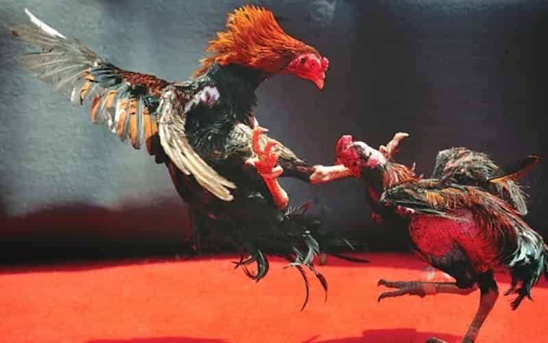 Hướng Dẫn Đăng Ký Và Tham Gia Chơi Nhanh