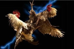 Gà đòn 77bet – Đấu trường kịch tính, thắng lớn mỗi ngày