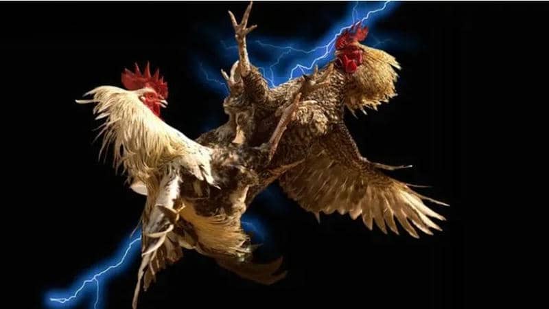 Lợi Ích Nổi Bật Của Gà Đòn 77bet
