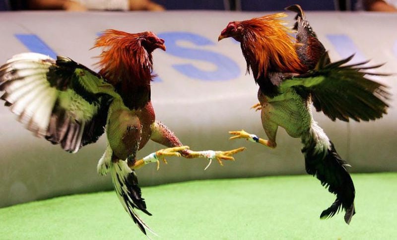 4 nguyên tắc vàng khiến da gà dày nhanh và chắc khỏe