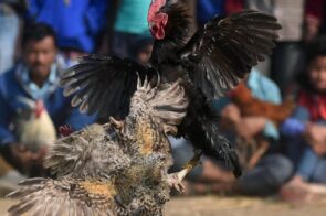 Chiến kê khỏe mạnh nhờ áp dụng cách làm da gà dày đúng