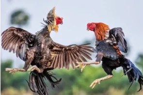 Đá gà trực tuyến tại NK88- Công nghệ mới dẫn đầu xu hướng