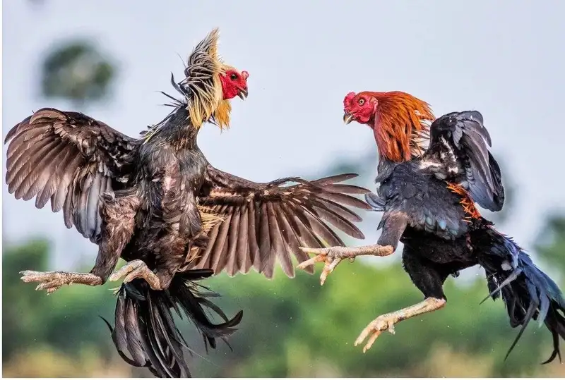 Lý do cao thủ chỉ chọn đá gà WW88 để cá cược