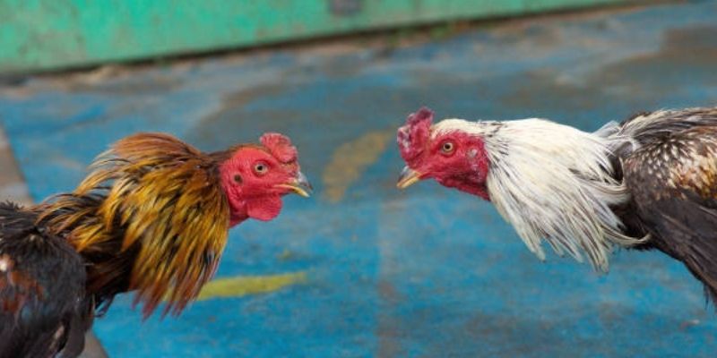 Giới thiệu và quy định cơ bản trong Luật đá gà cựa sắt chi tiết