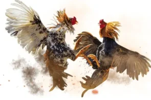 Kinh nghiệm soi kèo đá gà chuẩn từ cao thủ lão làng 78WIN