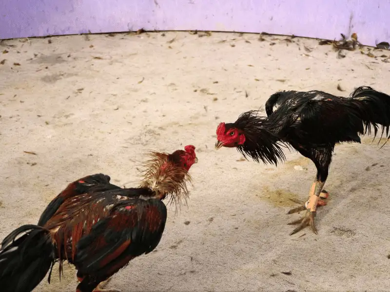 Các giải đấu tâm điểm bạn nên theo dõi thường xuyên