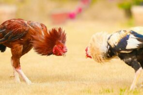 Cách chọn gà đá chuẩn khi chơi đá gà cựa dao Siu88