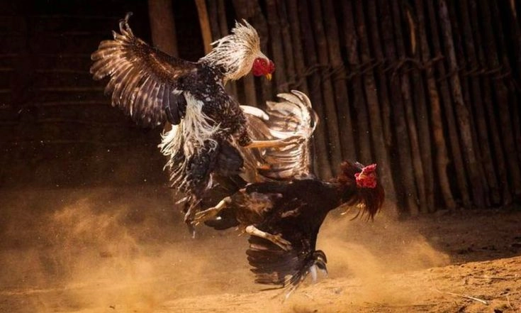 Hiểu đúng loại hình giải trí đá gà thomo