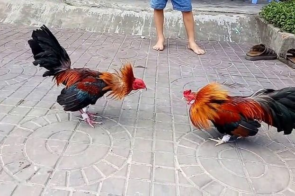 Đá Gà Thomo – Đấu Trường Rực Lửa Của Những Chiến Kê