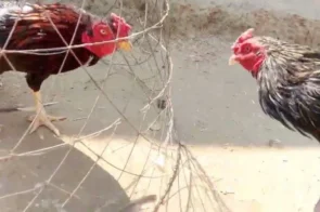 Đá Gà Mạng – Các Lợi Thế Nổi Bật Khi Tham Gia Trực Tuyến