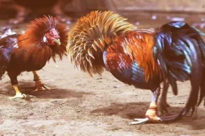 Nuôi Gà Đòn Bí Quyết Đào Tạo Chiến Kê Giành Tiền Hiệu Quả